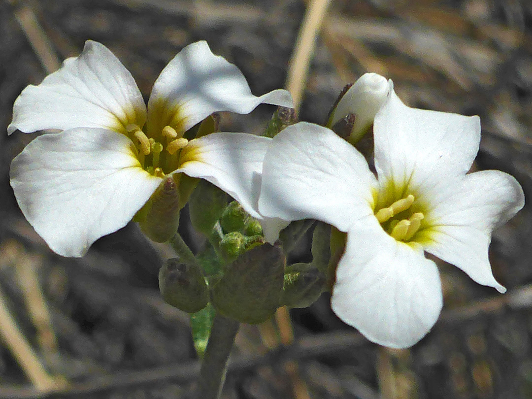 Two white flowers