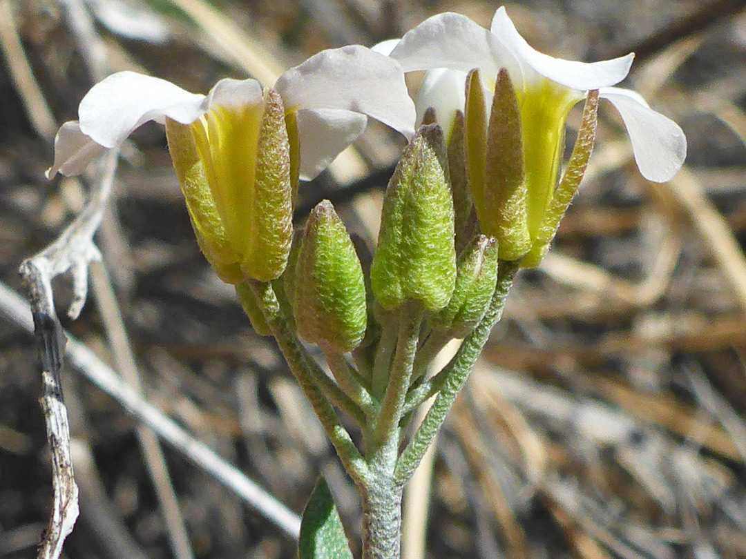 Calyces and corollas