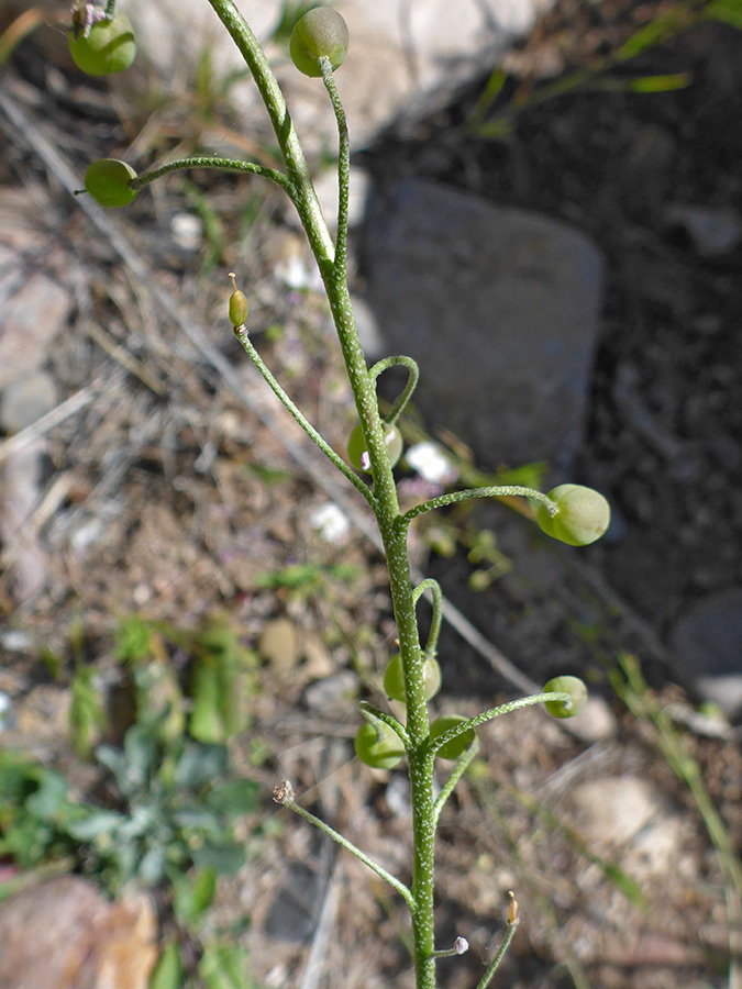 Stem and fruit