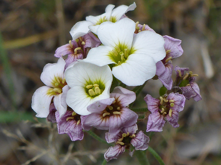 Withering flowers