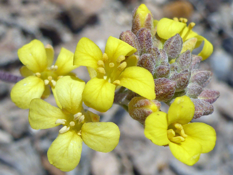 Flowers and buds