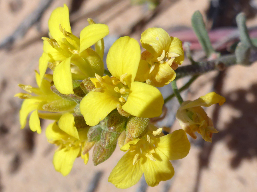 Yellow flowers