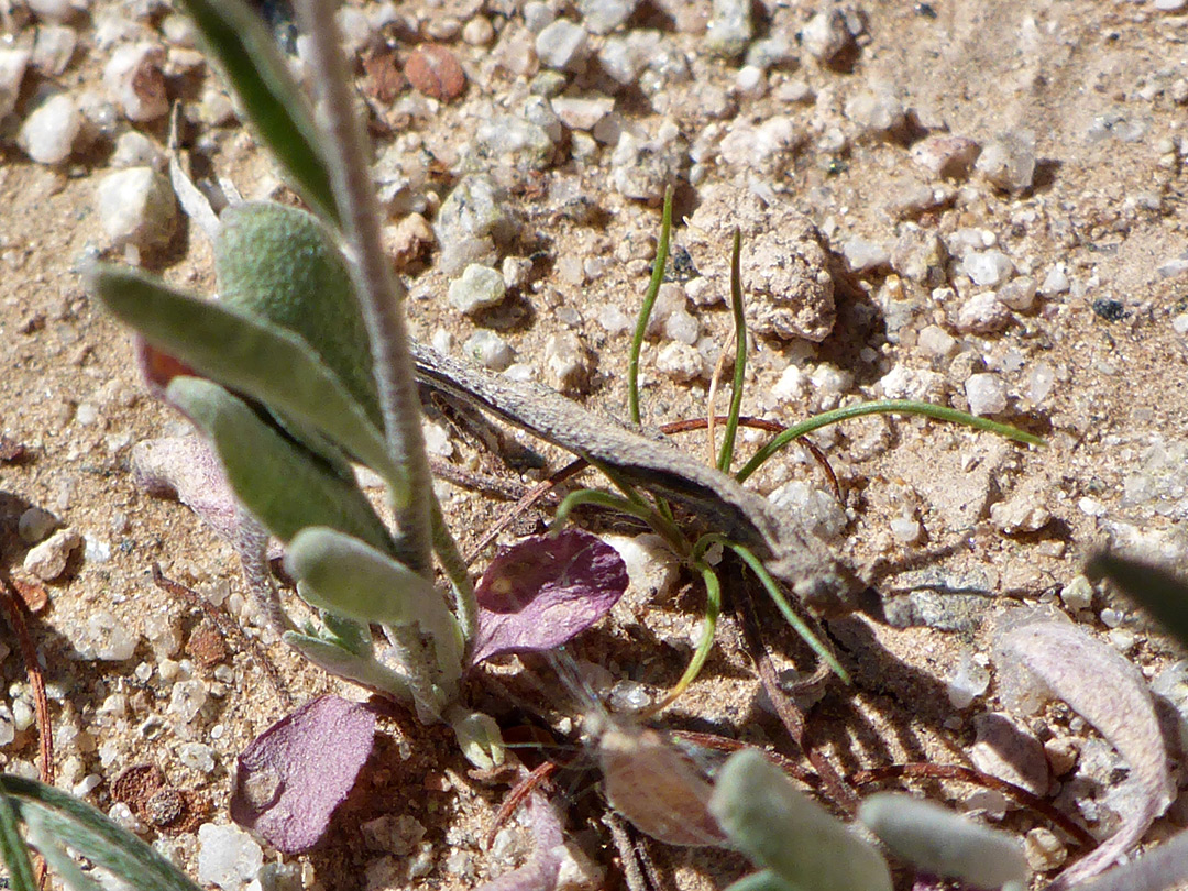 Stem and leaves