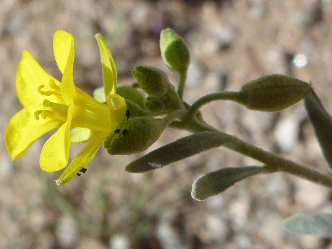 Petals and sepals