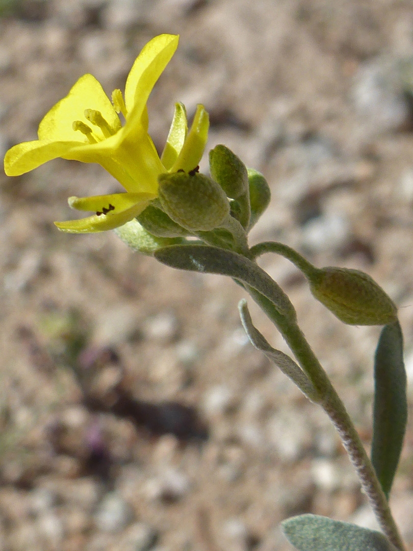 Yellow flower