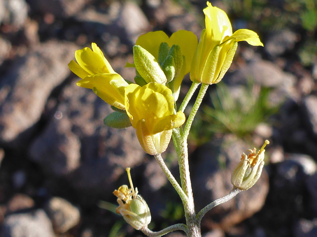 Developing fruits