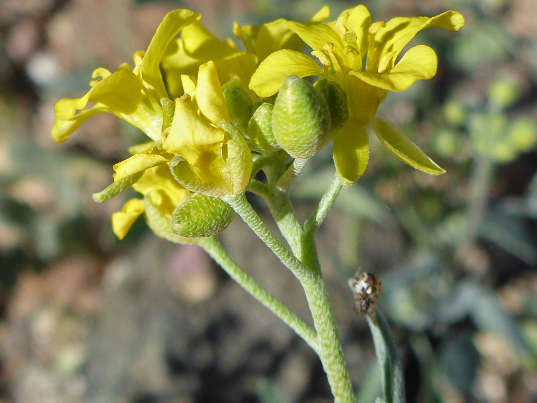 Flowers and buds