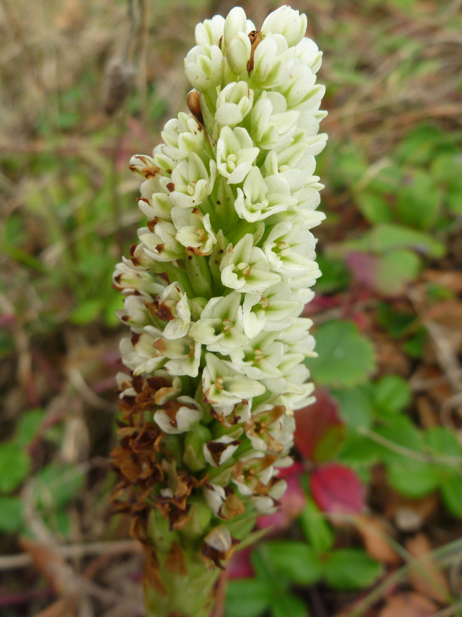 White flowers