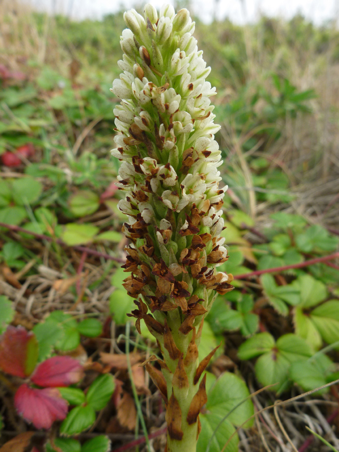 Flowers starting to wither