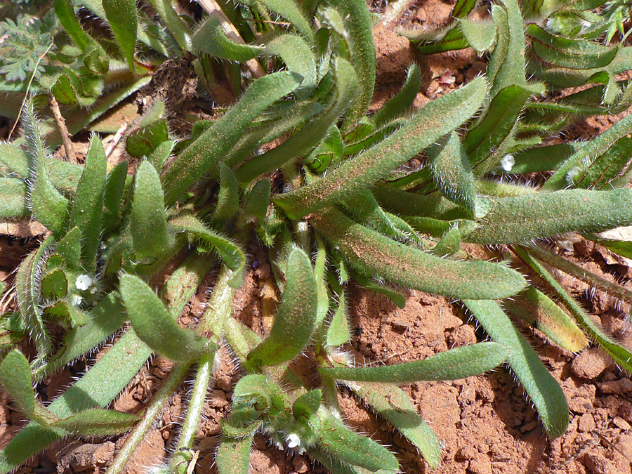 Linear leaves