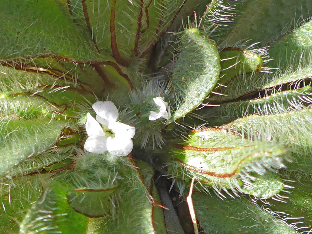 Hairy leaves