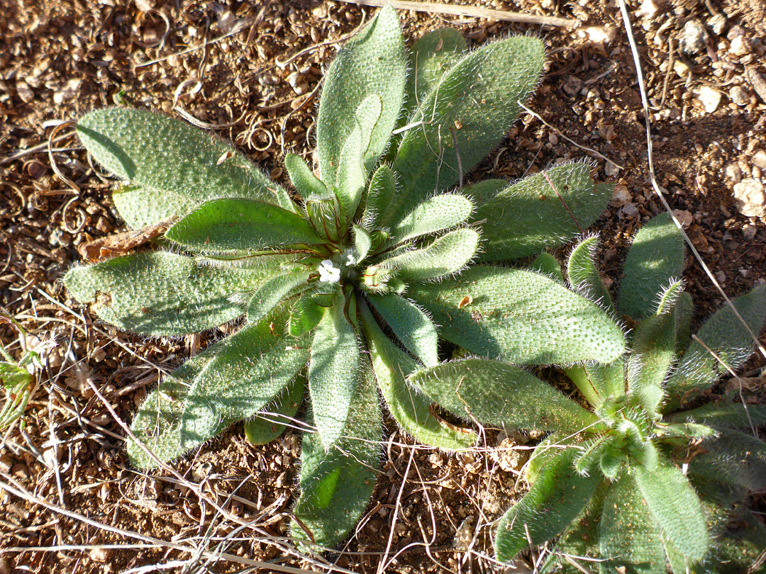 Leaf rosette