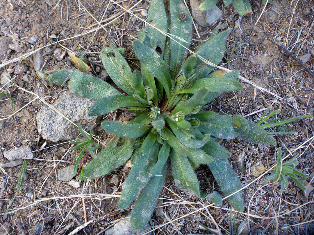 Flowers and leaves