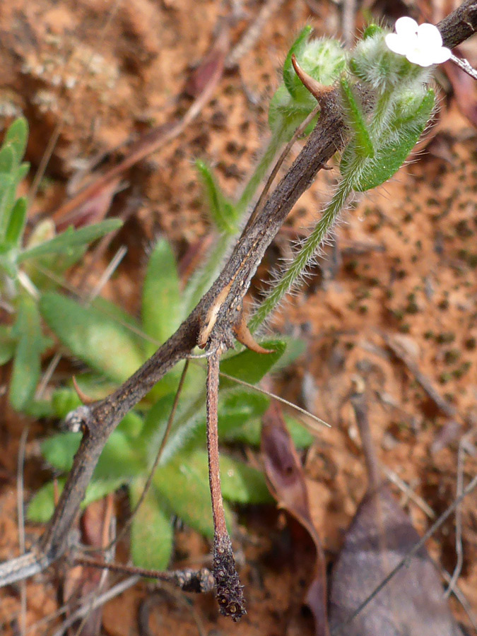 Hairy stem