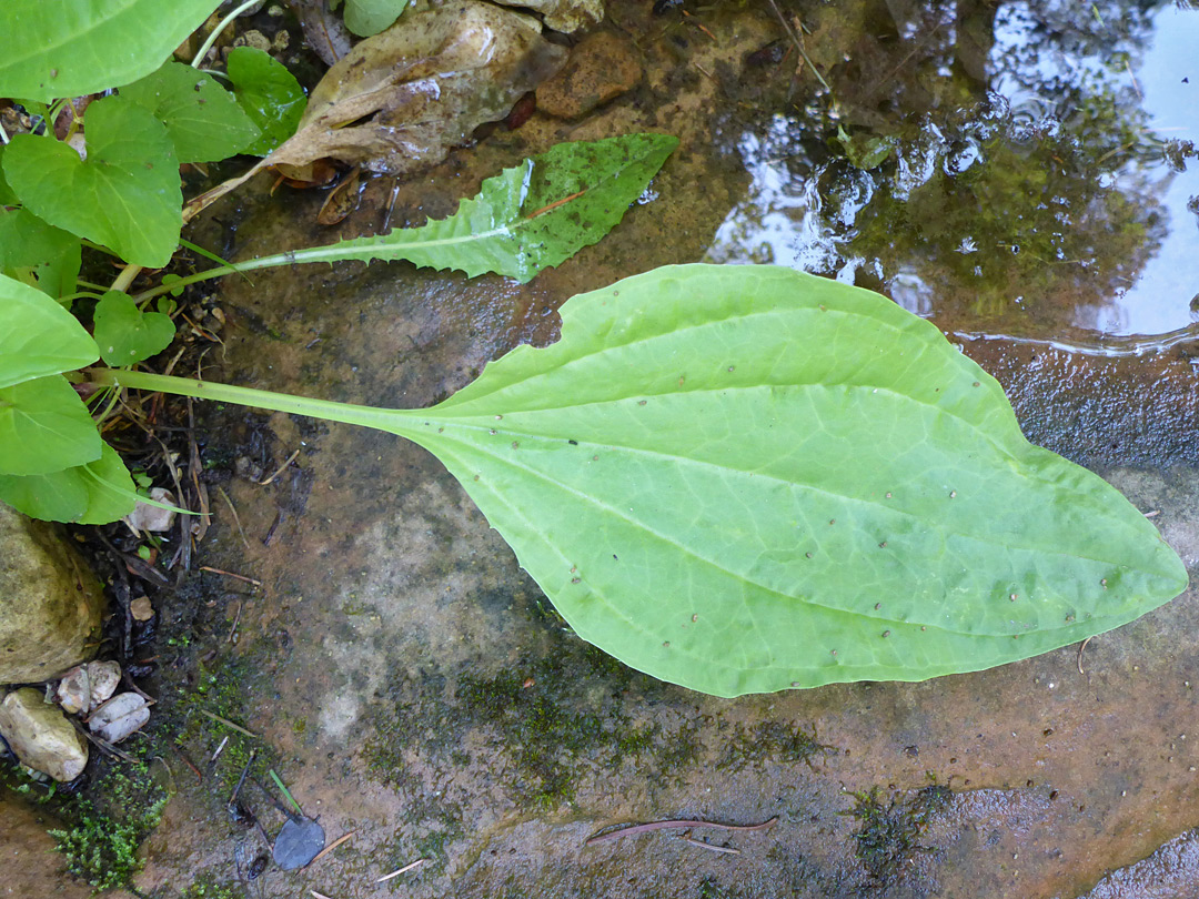 Prominently-veined leaf