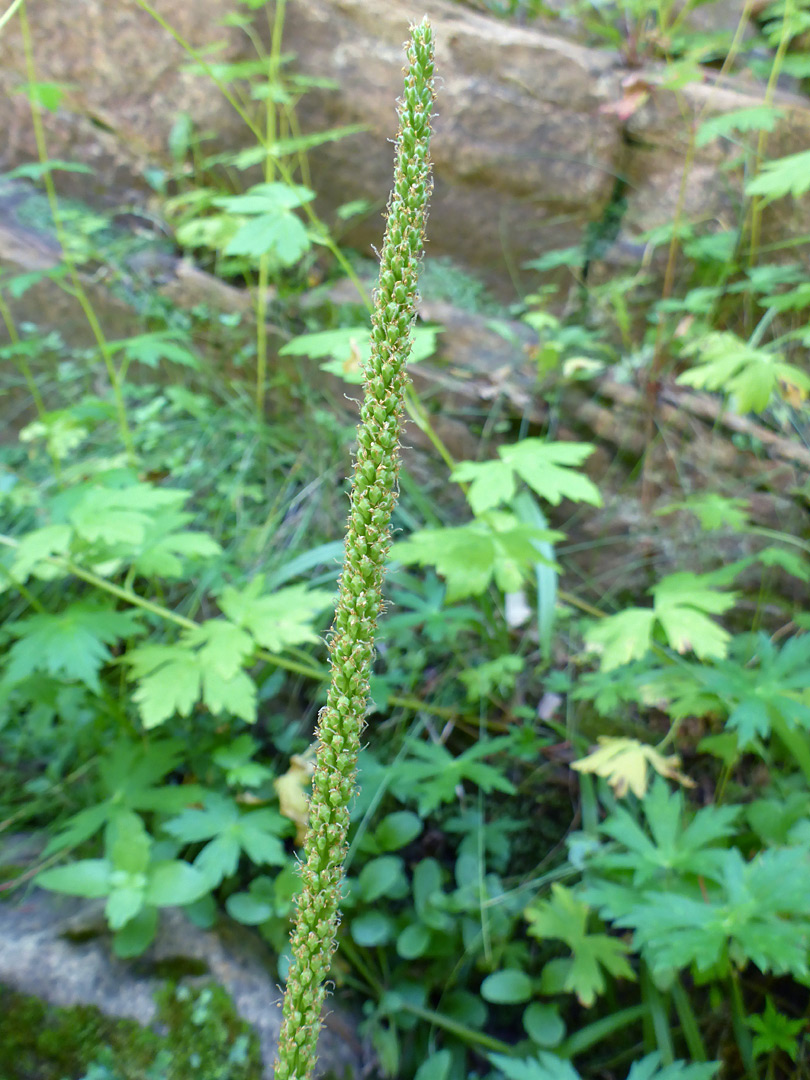 Elongated inflorescence