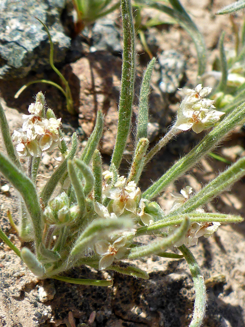 Leaves and flowers