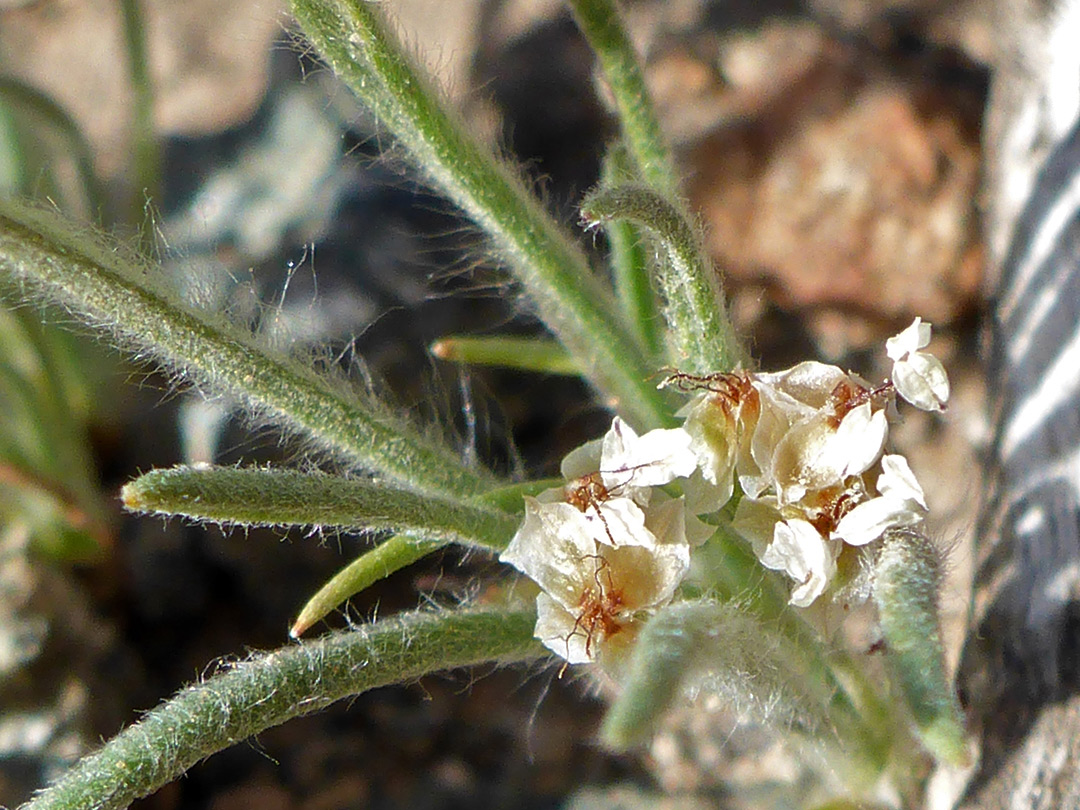 Withering flowers