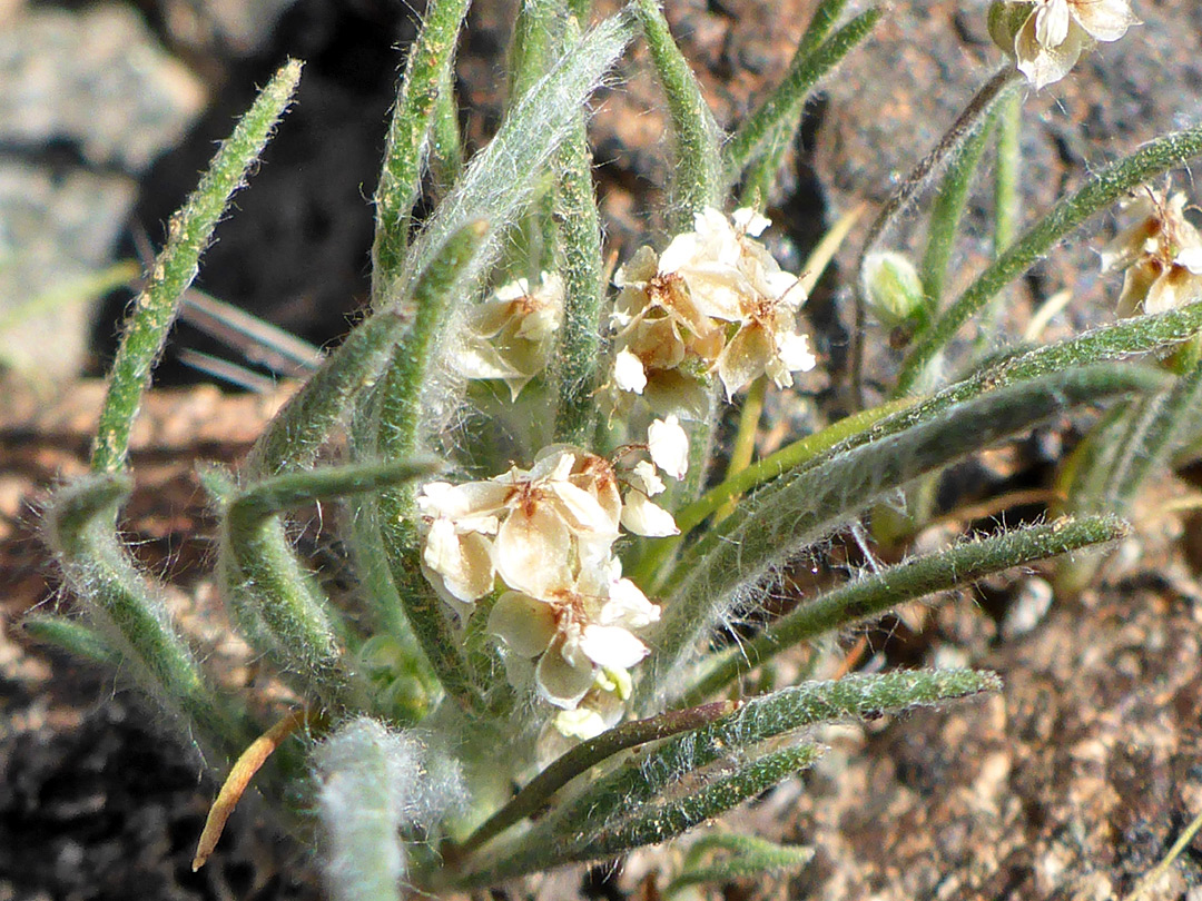 Hairy leaves