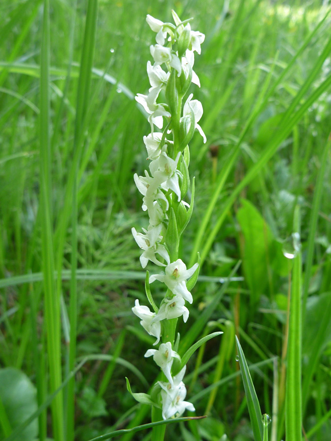 Small white flowers