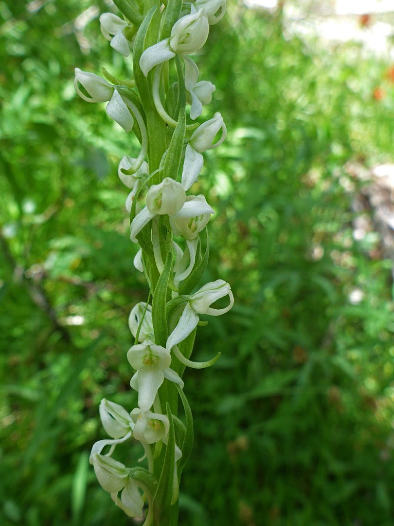 White-petalled flowers