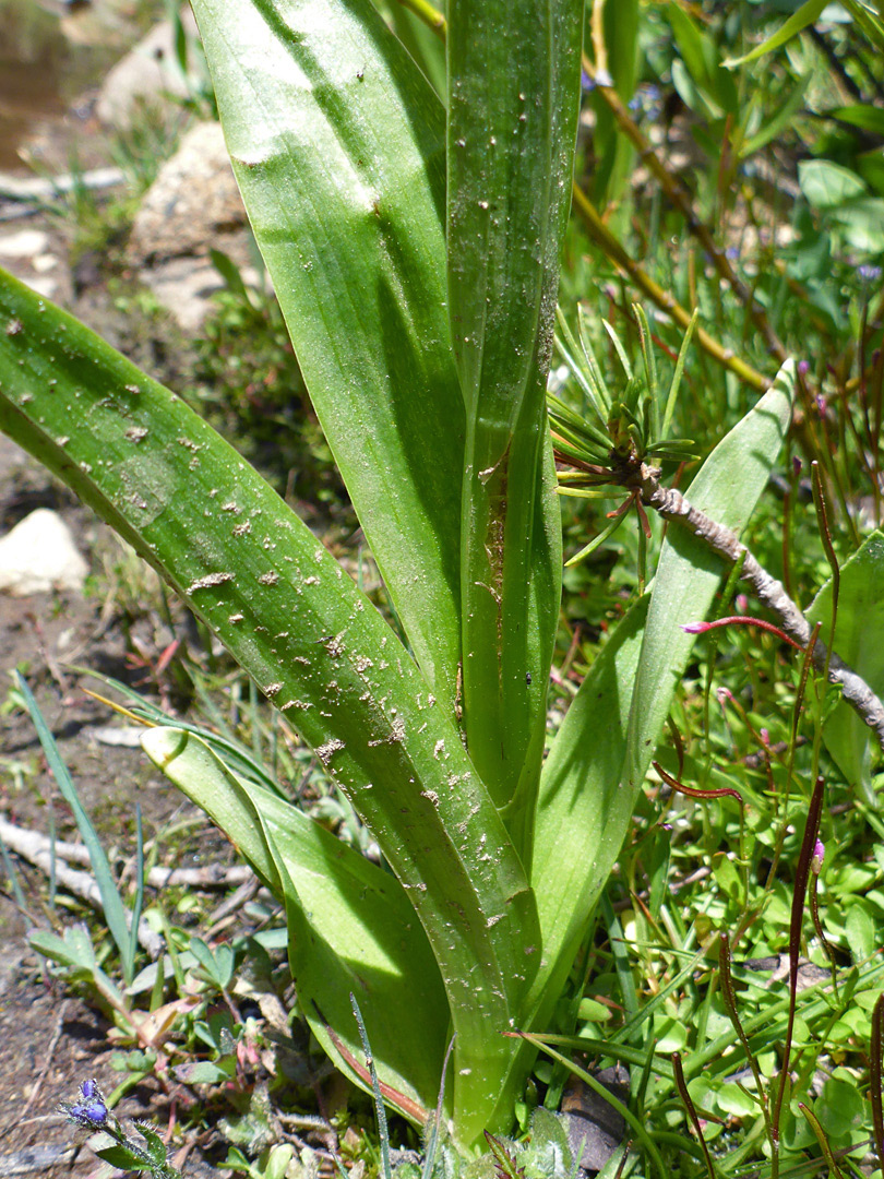 Narrow leaves