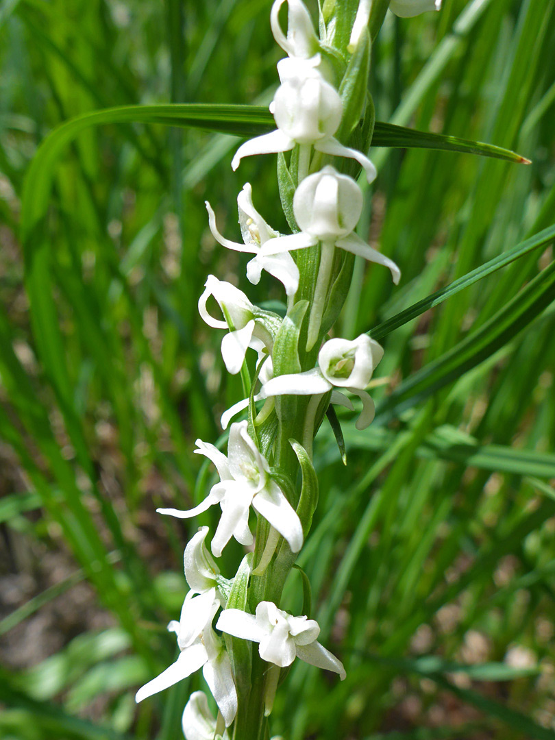 Flower cluster