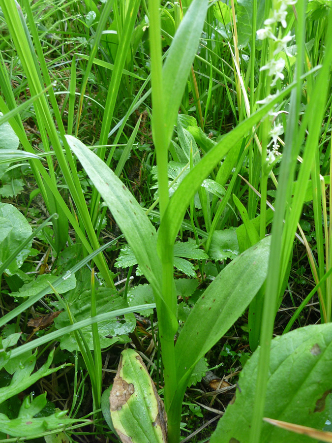 Oblong leaves