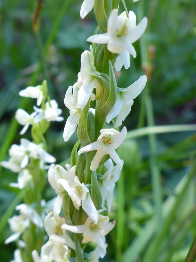 White flowers