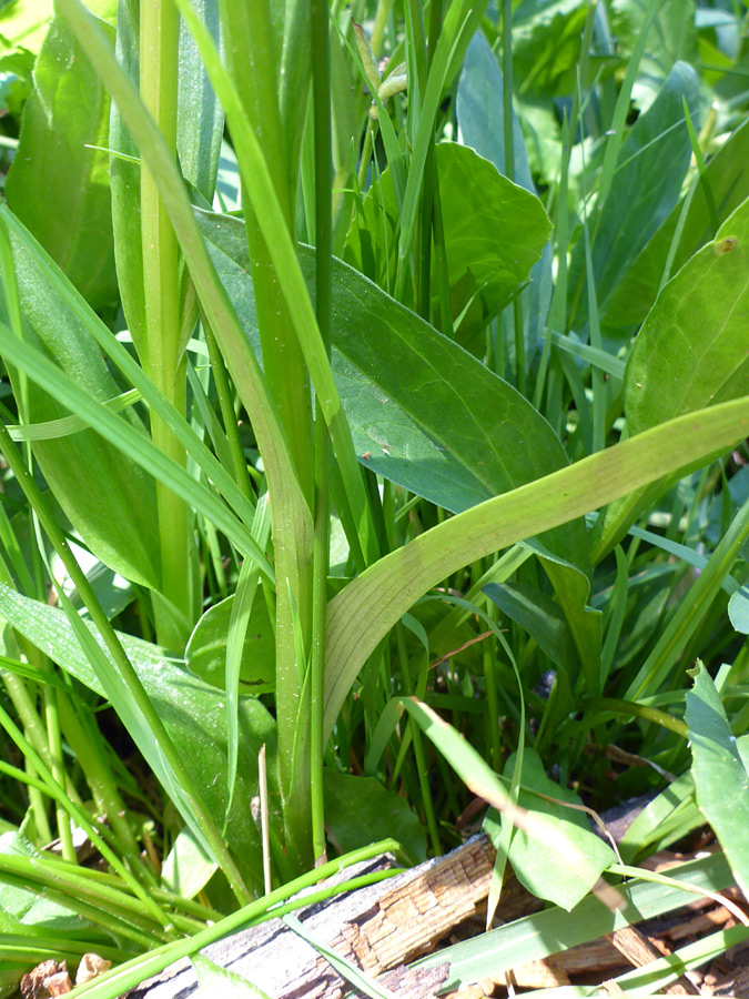 Stems and leaves