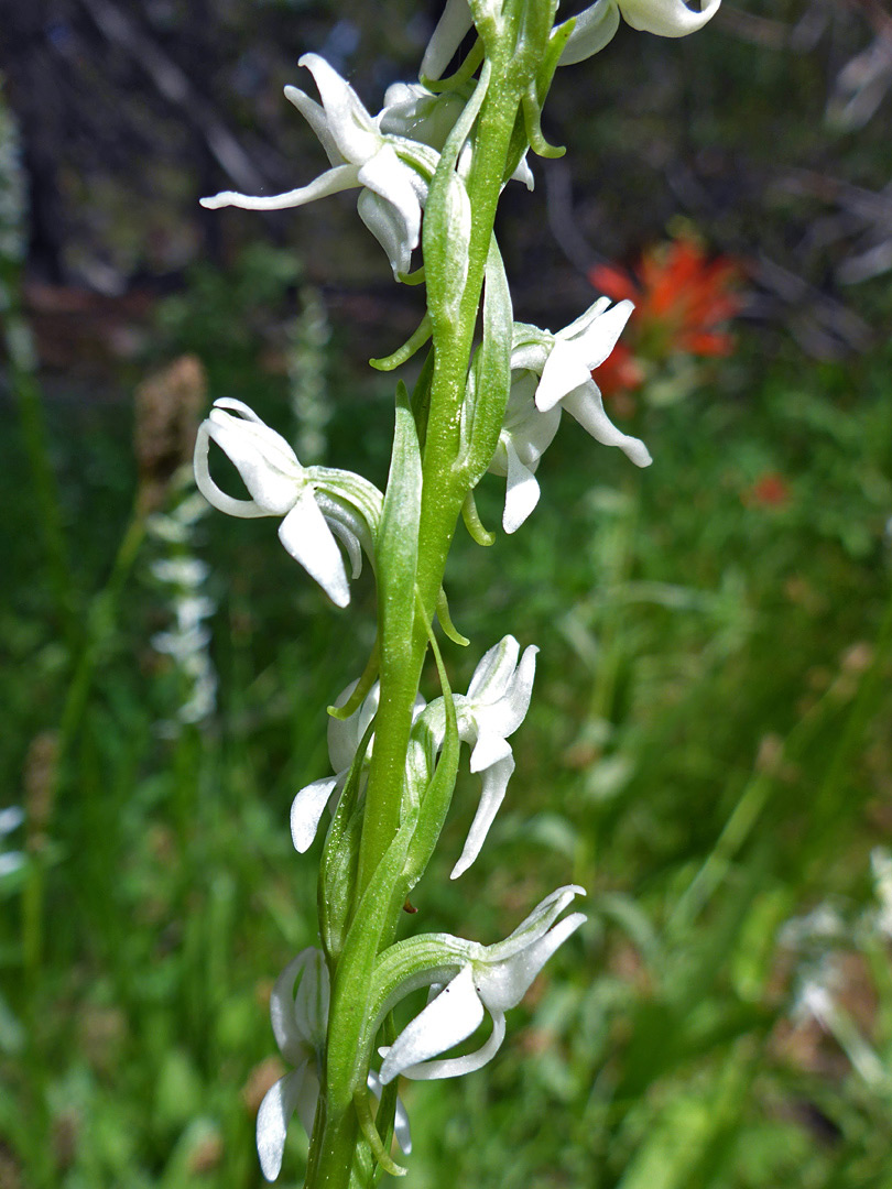 Alternate flowers