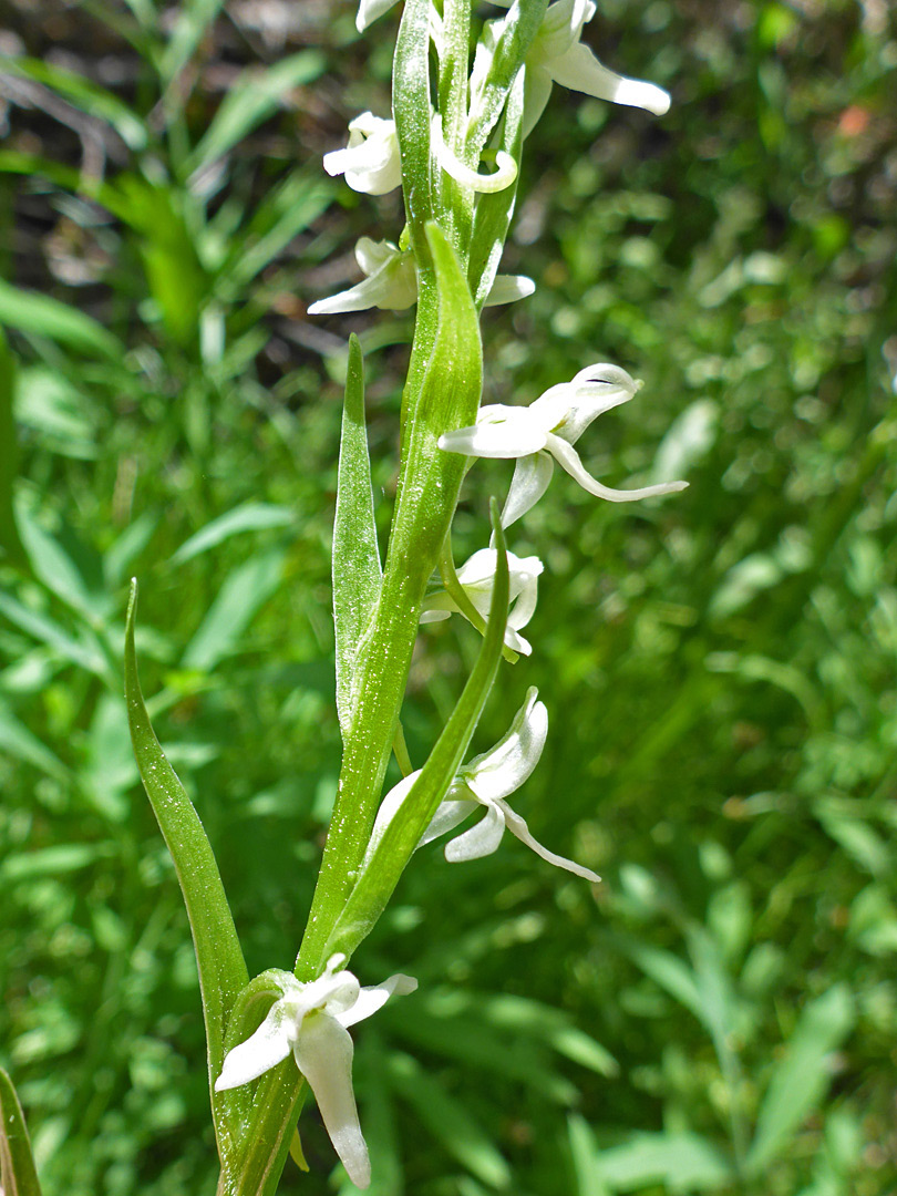 Leaves and flowers