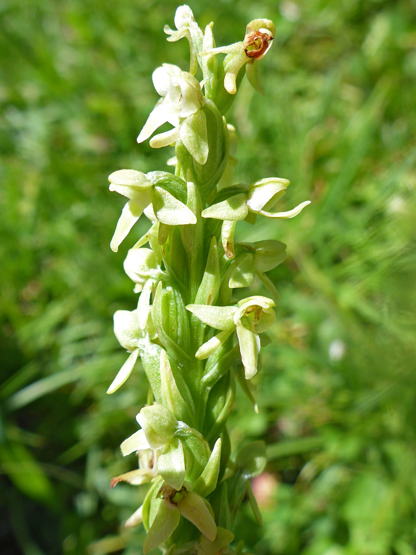 Top of a flower cluster