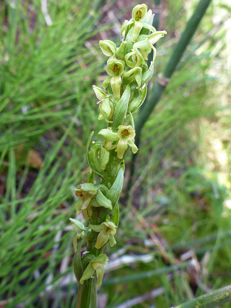 Flowering stem