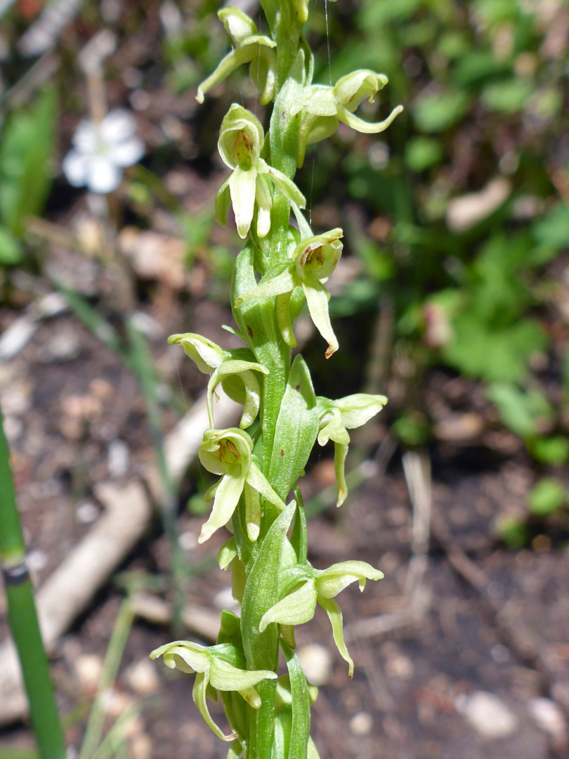 Closely-spaced flowers