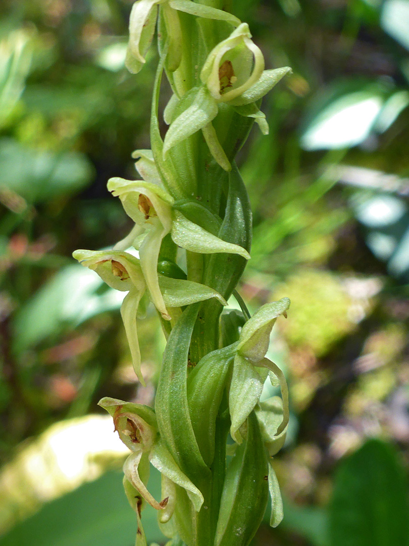 Whitish-green flowers and green bracts