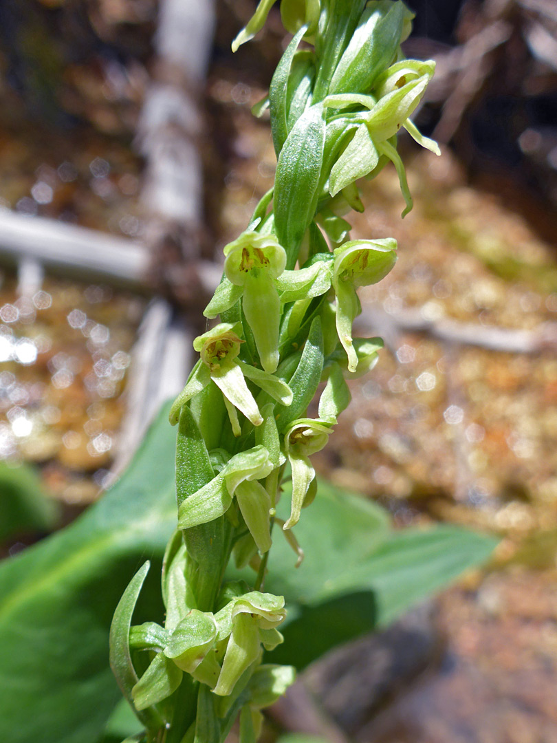 Elongated inflorescence