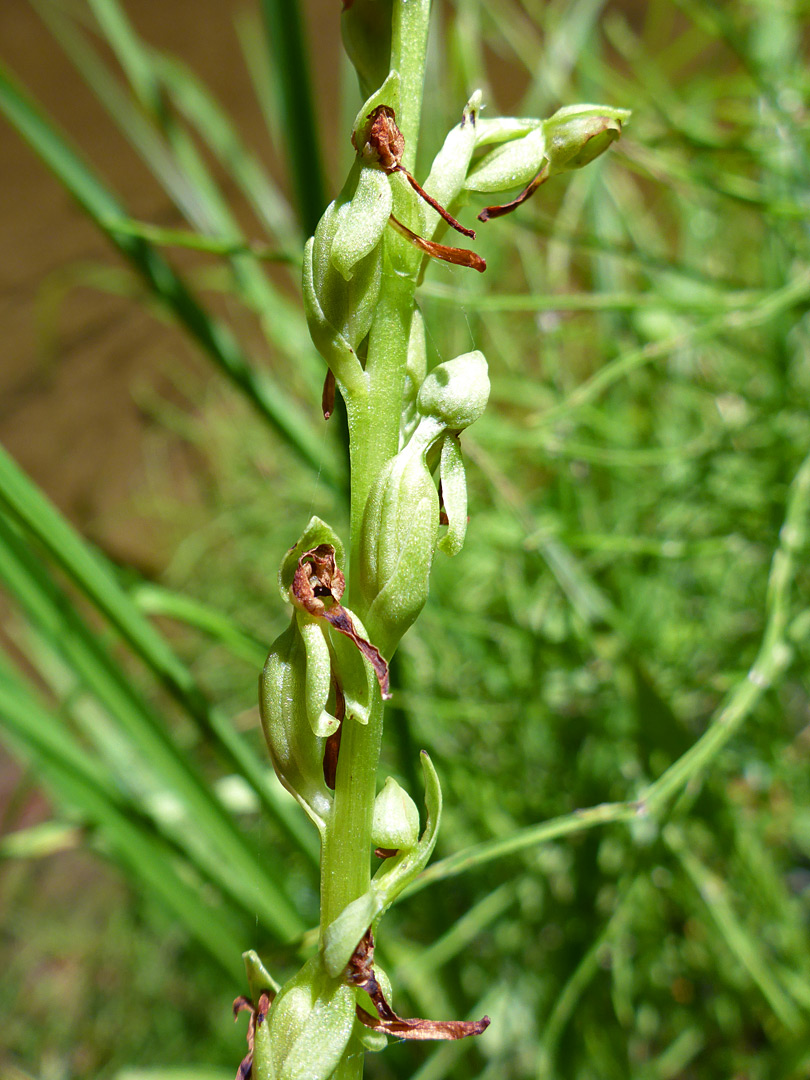 Flowers and stem