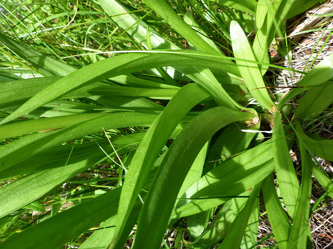 Clustered leaves