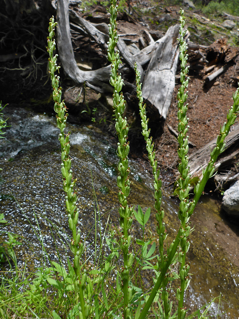 Plants beside a stream