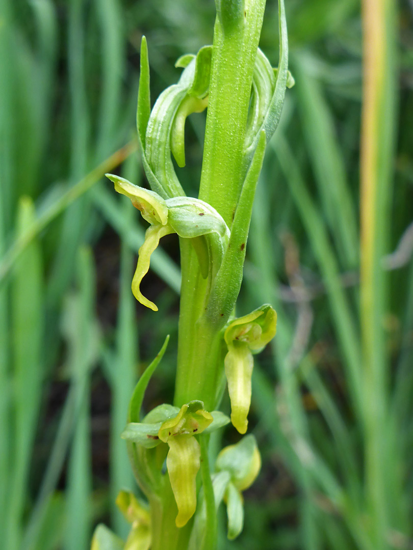 Flowers and bracts