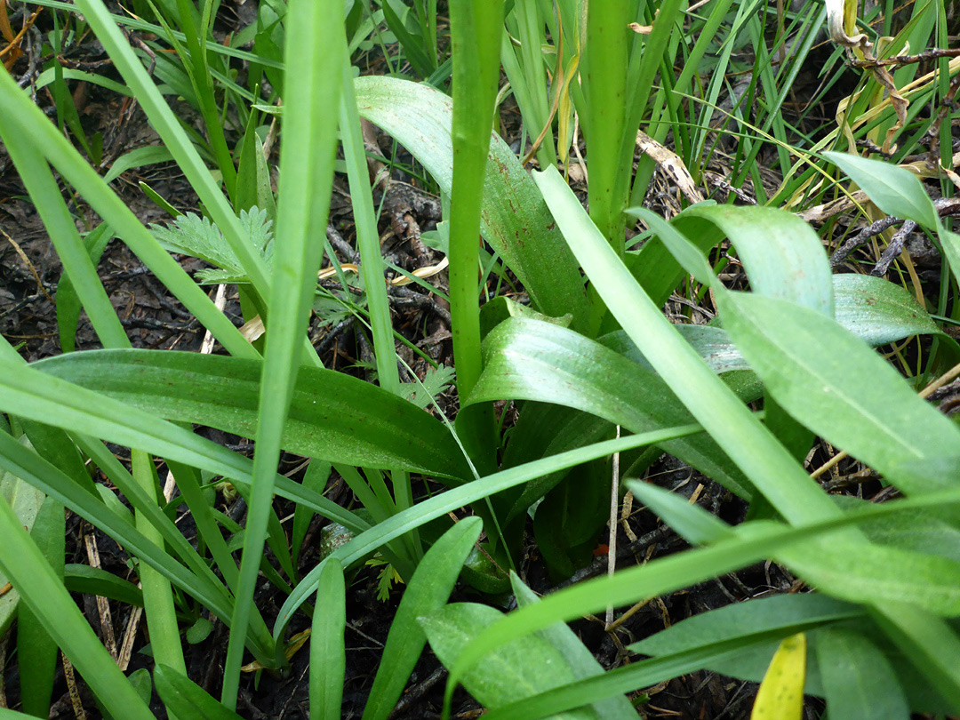 Leaves and stems