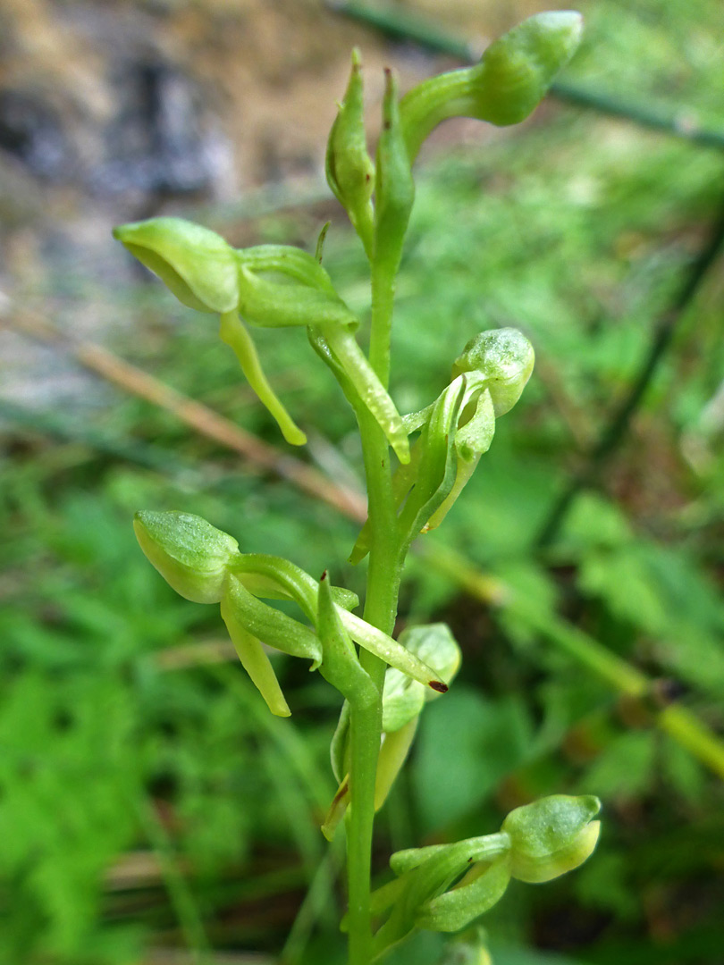 Green sepals