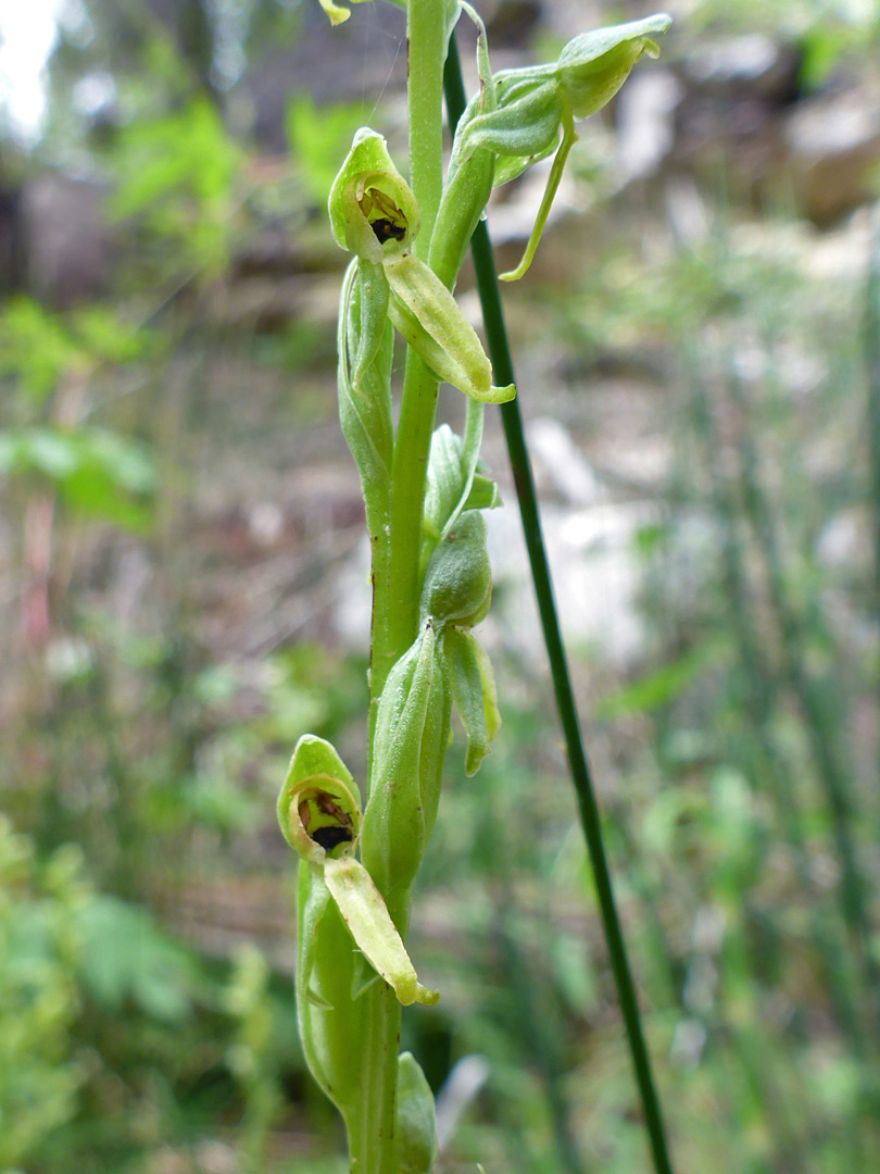 Yellow-green petals