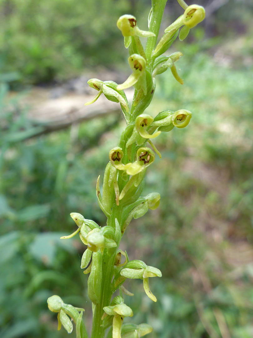 Yellowish flowers