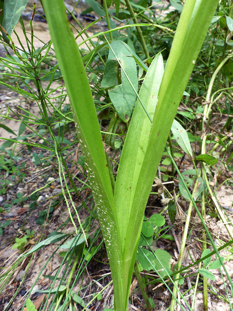 Linear, upwards-pointing leaves