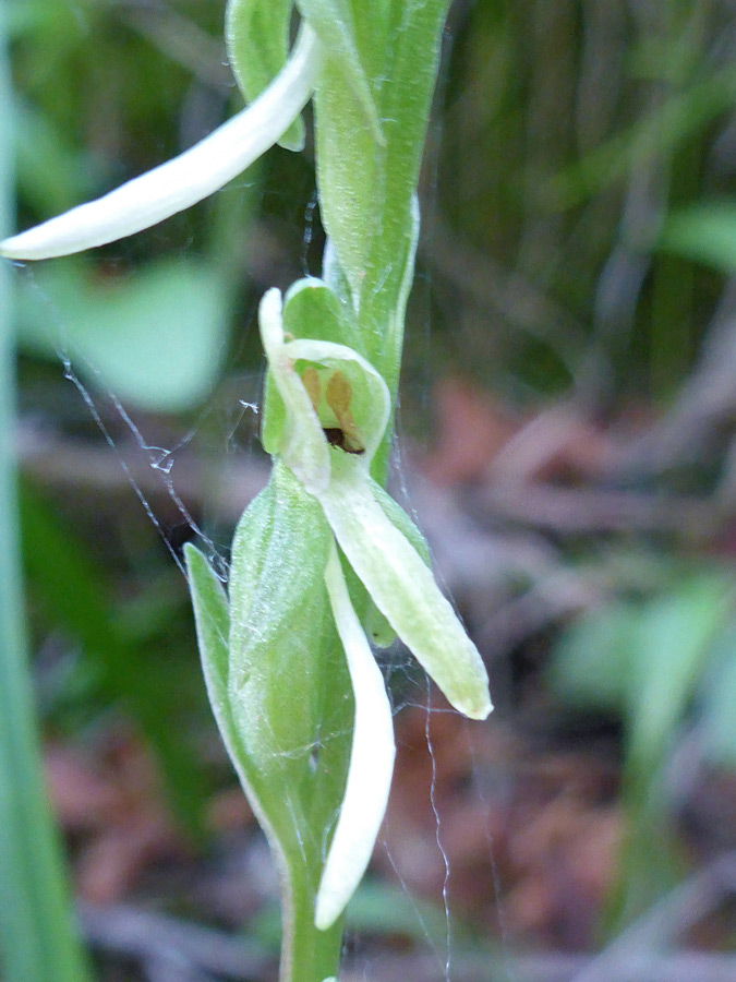 White and green flower