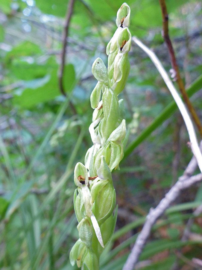 Elongated inflorescence