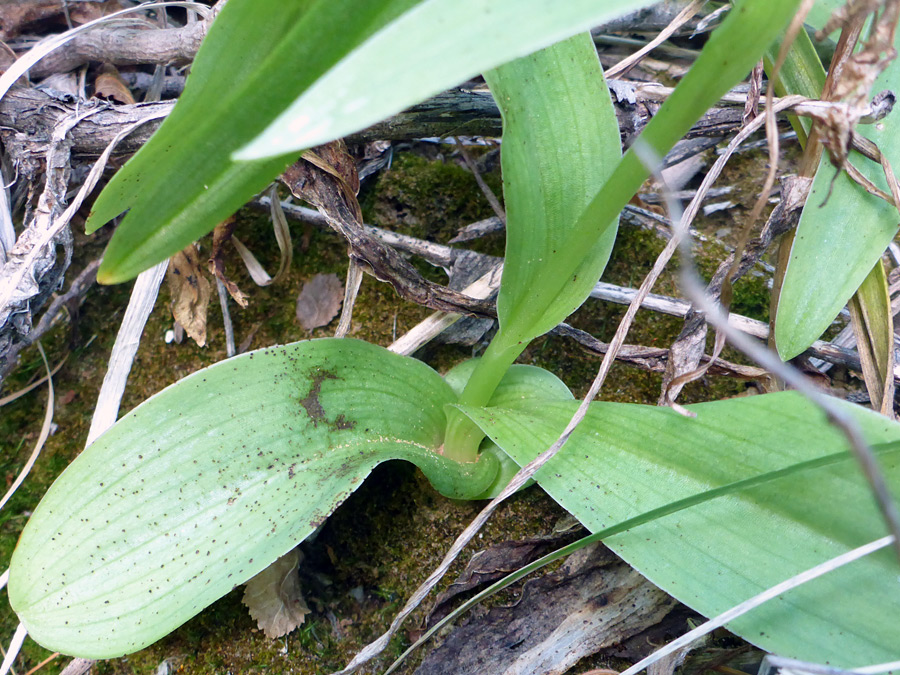 Stem and leaves