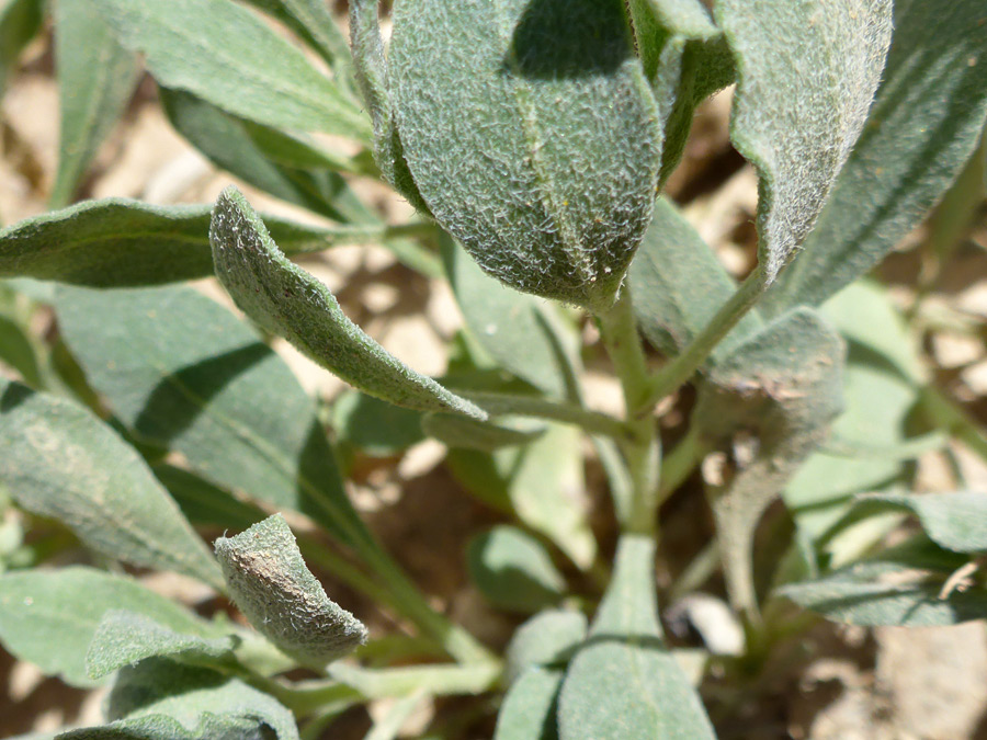 Ovate leaves